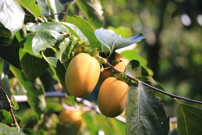 果樹古品種園のカキ(祇園坊)
