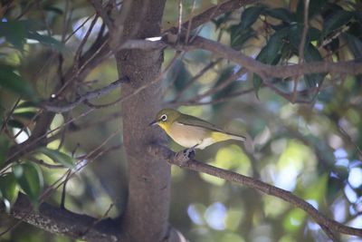 雑木林のメジロ