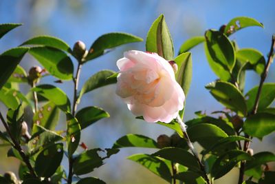 サザンカの開花