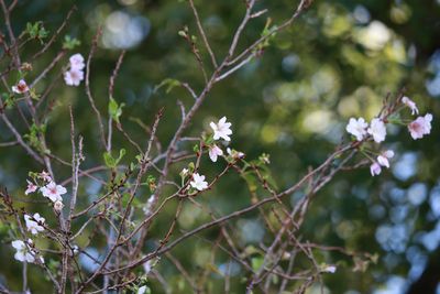ジュウガツザクラの開花