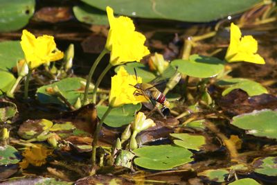 吸蜜するオオスカシバ