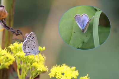 林床のヤマトシジミ