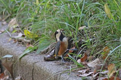 二の丸雑木林のヤマガラ