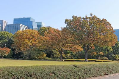 本丸ケヤキの芝生の紅葉
