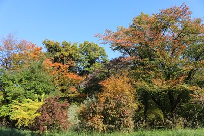 二の丸雑木林の紅葉