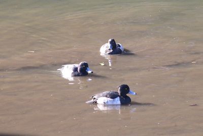 天神濠のキンクロハジロ