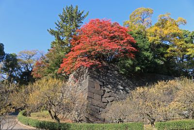 梅林坂(ハゼノキの紅葉)
