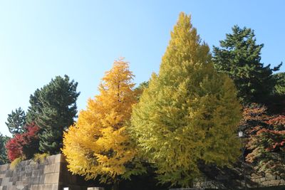 百人番所前のイチョウ
