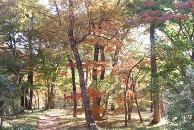 二の丸雑木林の紅葉