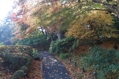 富士見多聞周辺の紅葉