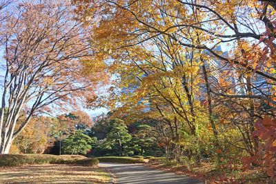 新雑木林の紅葉