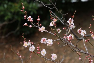 梅林坂のウメ(紅冬至)