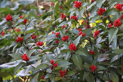 野草の島のセンリョウ