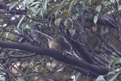 梅林坂のウグイス