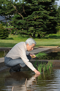 お田植えのお写真