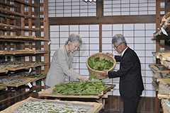 Empress Michiko feeds mulberry leaves to silkworms at the sericulture centre in the Imperial Palace Grounds