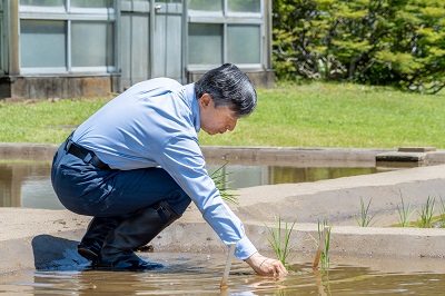 毎年５月に皇居内の水田で苗をお手植えになっています。