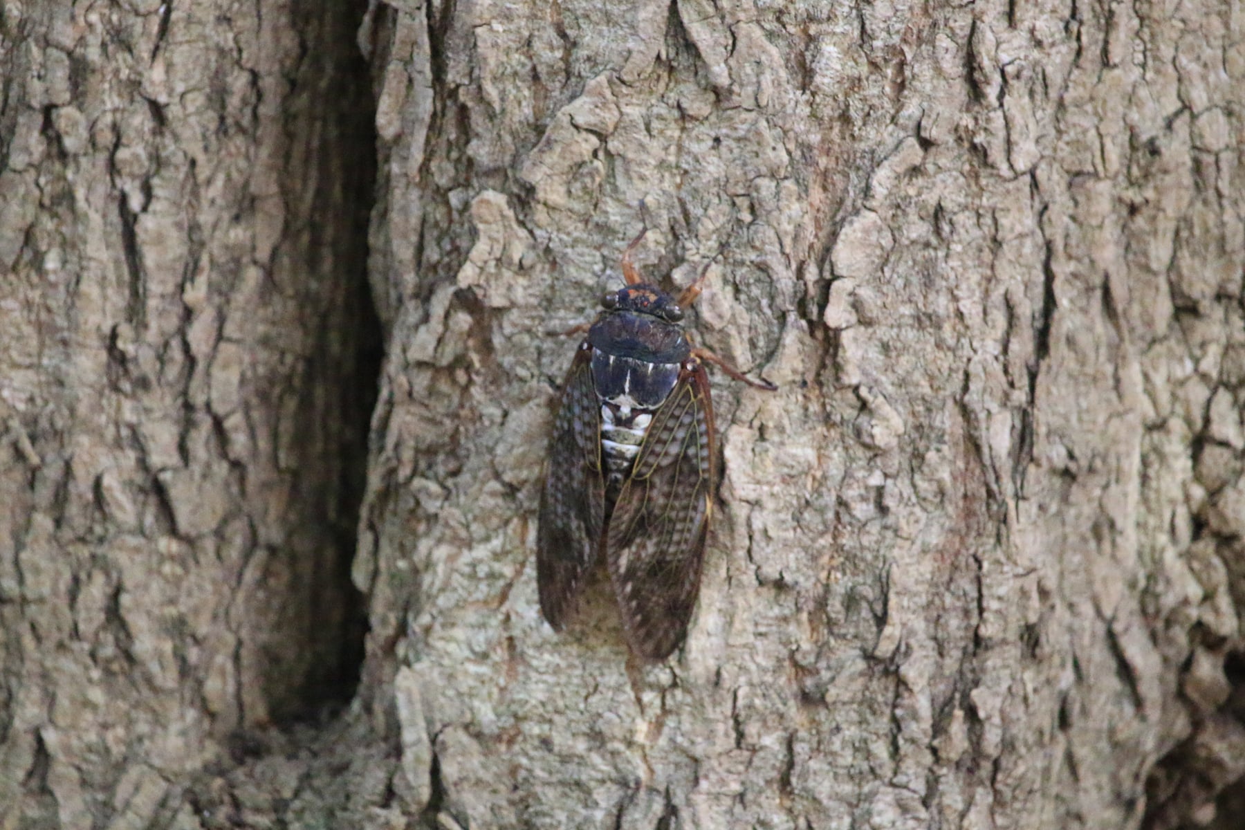 アブラゼミ（成虫）