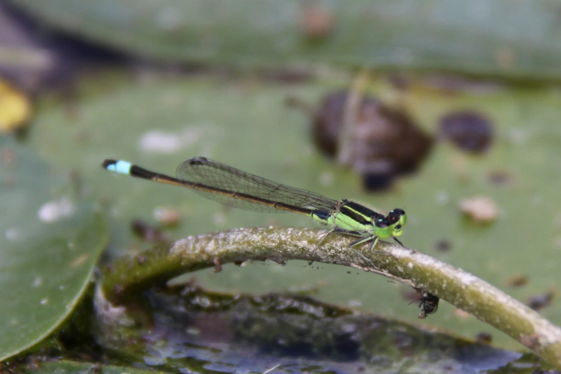 アオモンイトトンボ（オス）