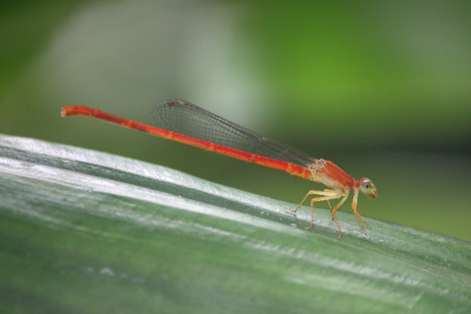 ベニイトトンボ（オス）