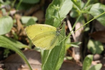 キタキチョウ（キチョウ）