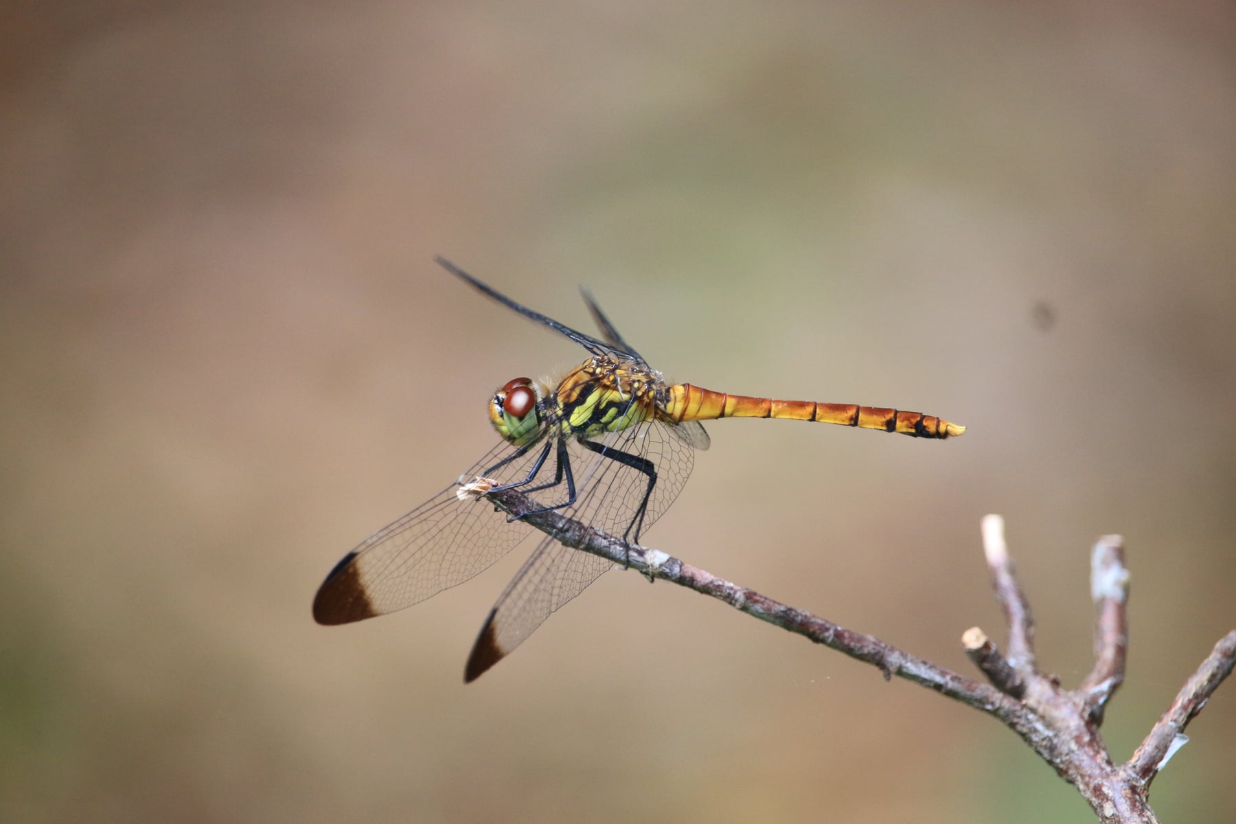 コノシメトンボ