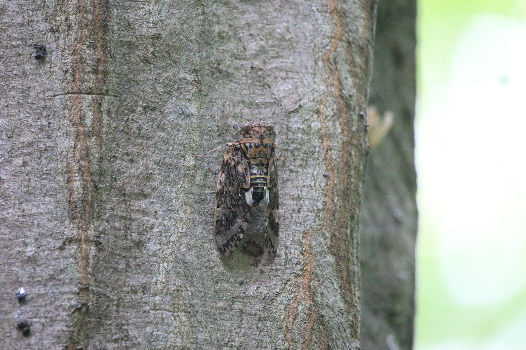 ニイニイゼミ（成虫）