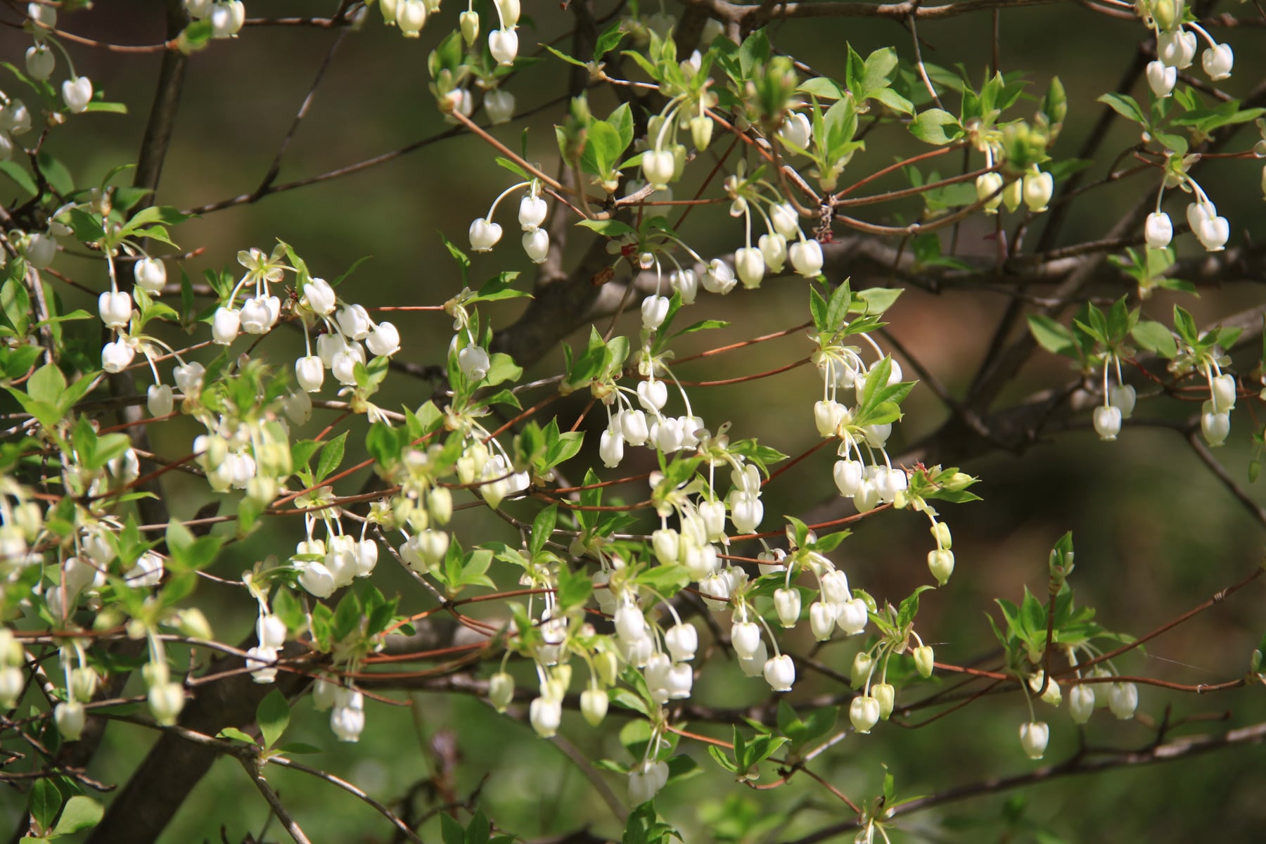 ドウダンツツジ