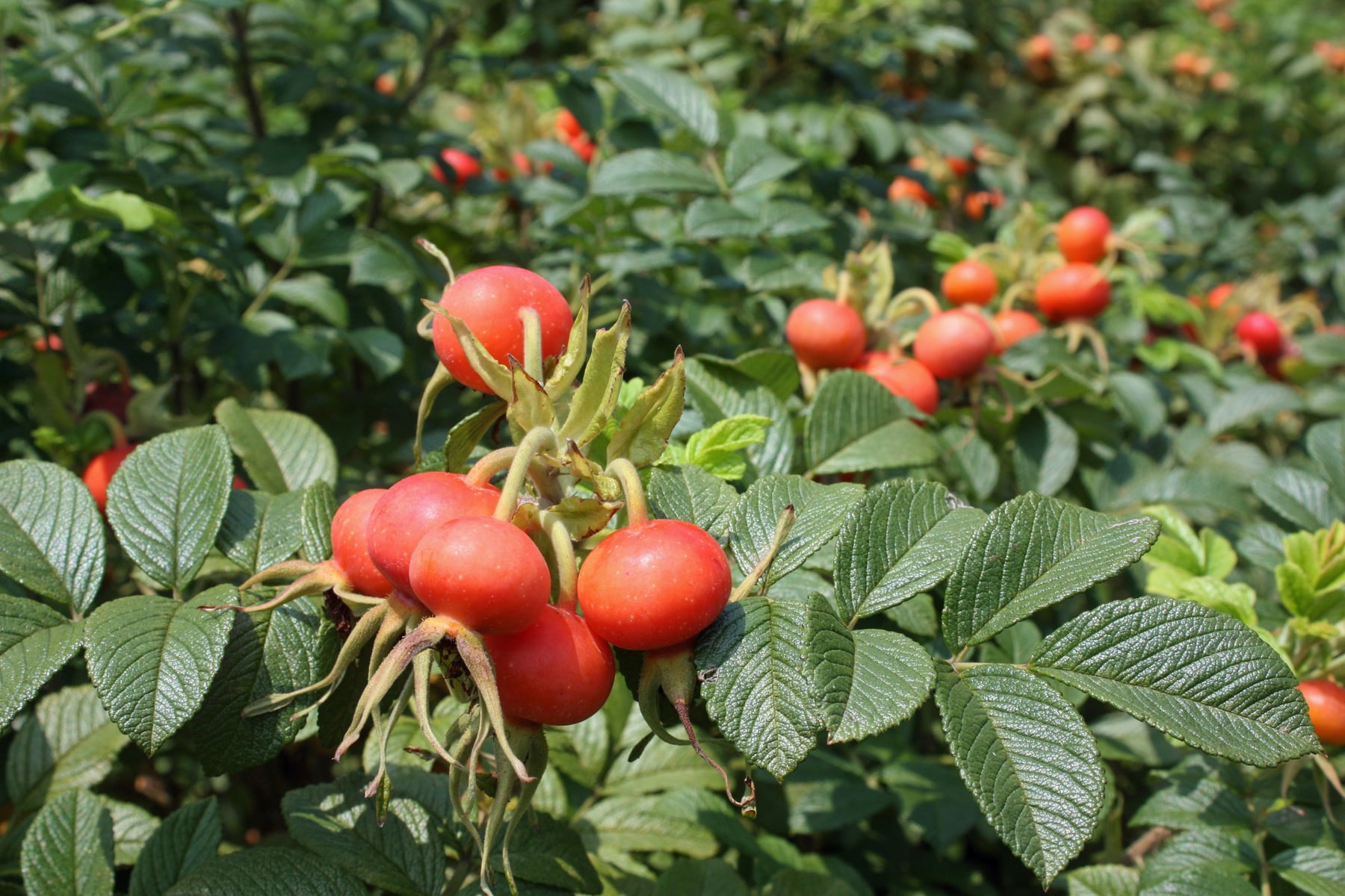 ハマナス（実）