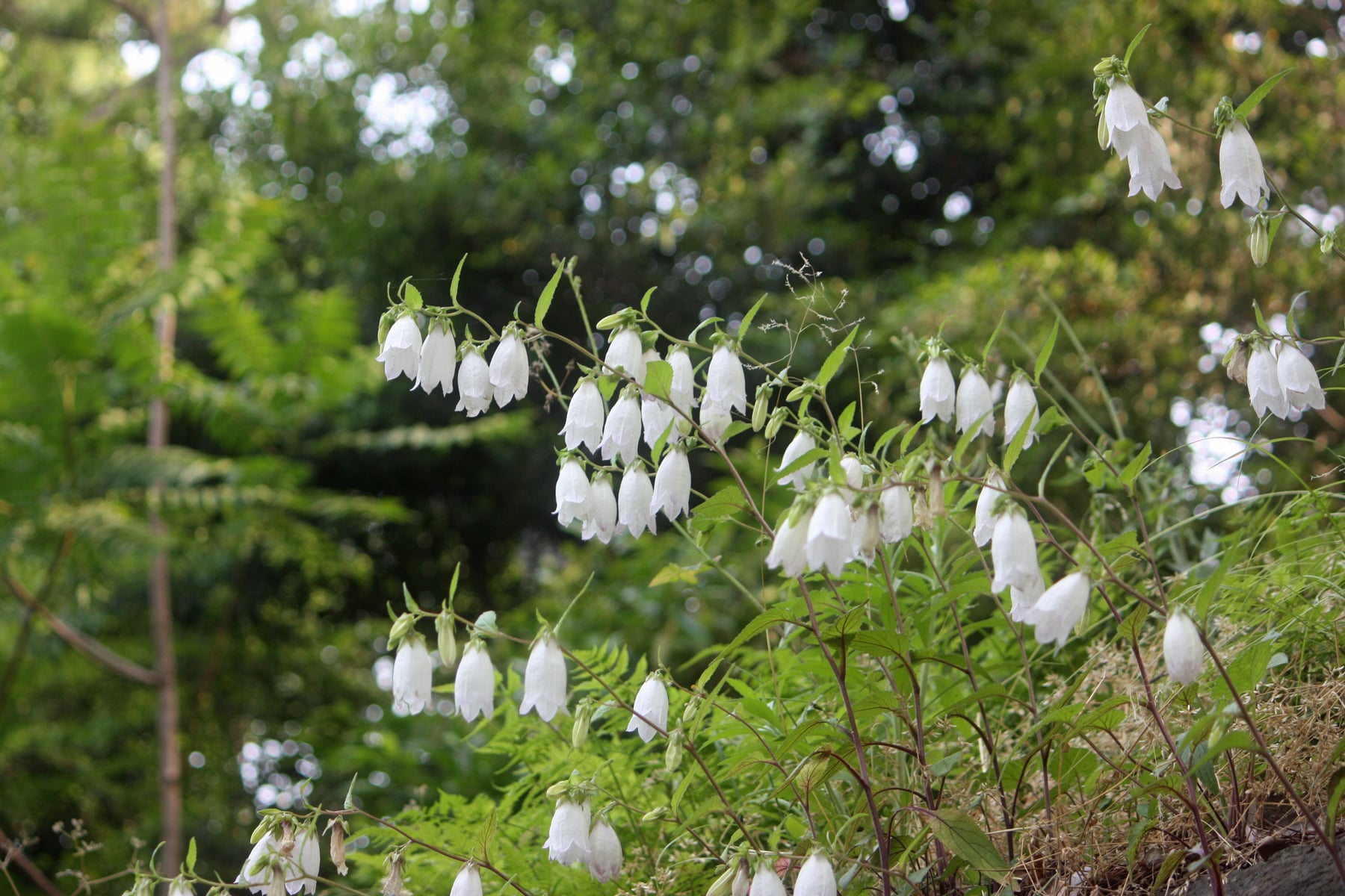 ホタルブクロ