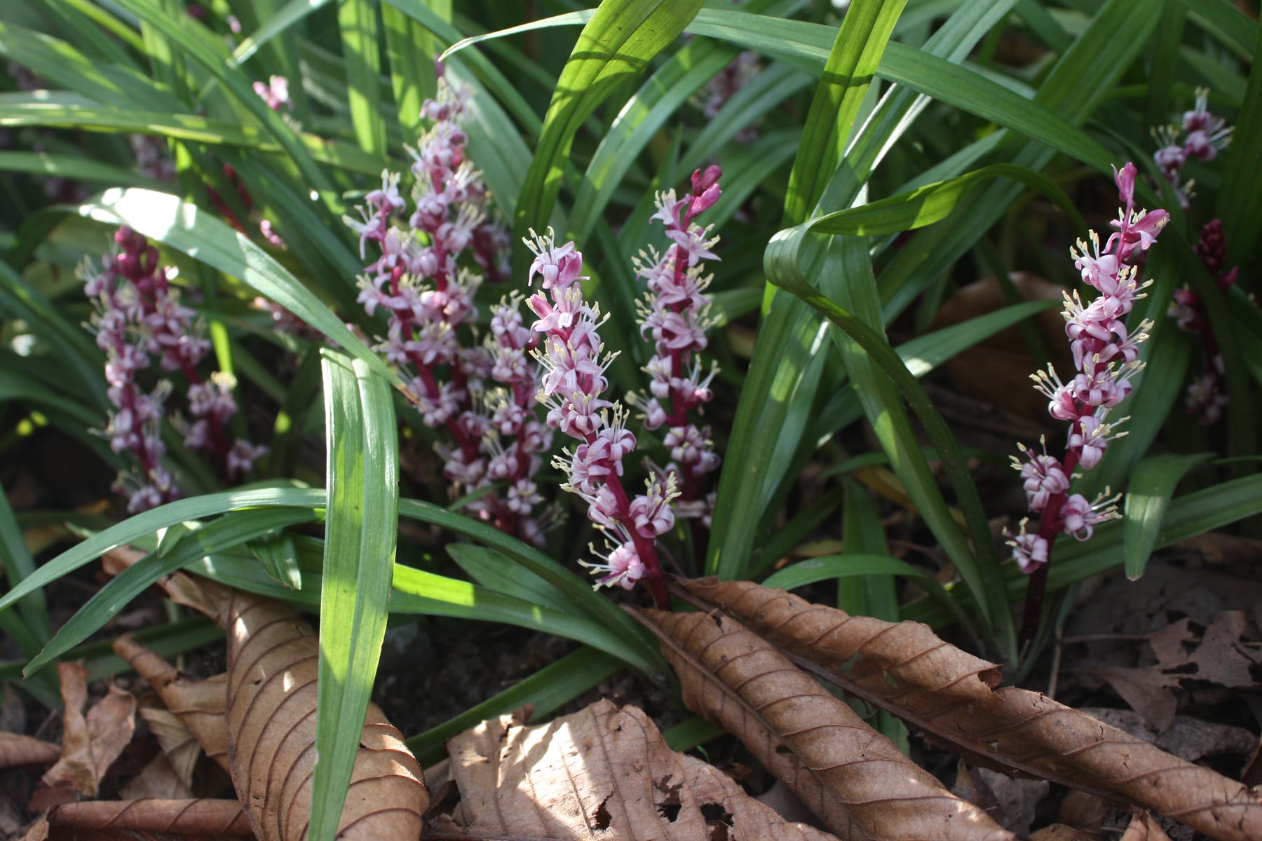 キチジョウソウ