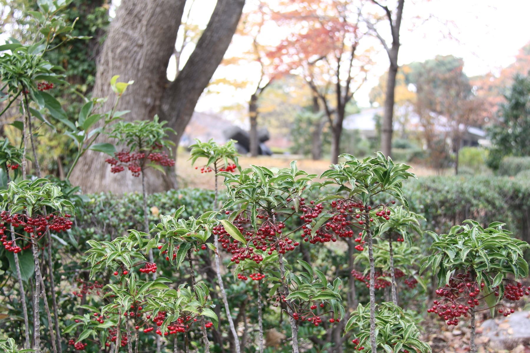 マンリョウ（実）