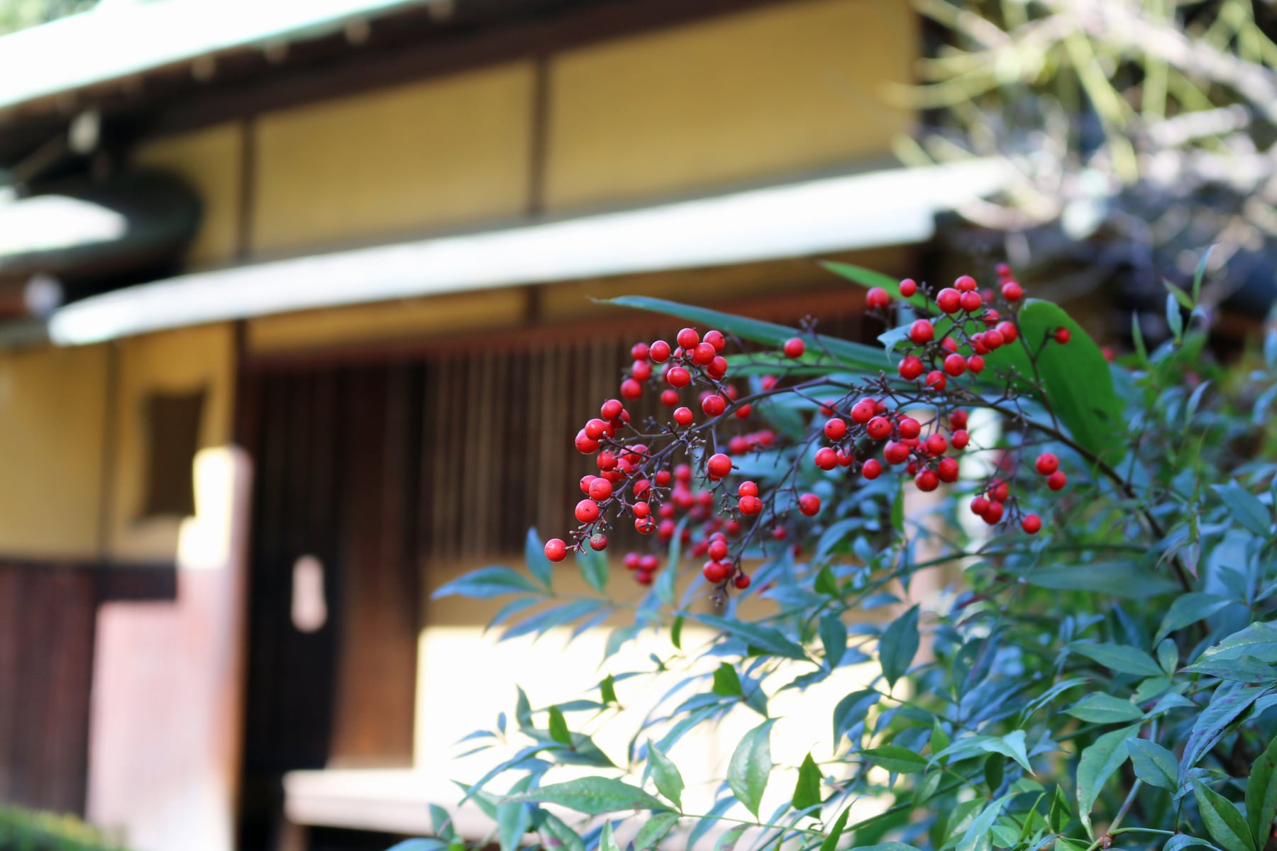 ナンテン（実）