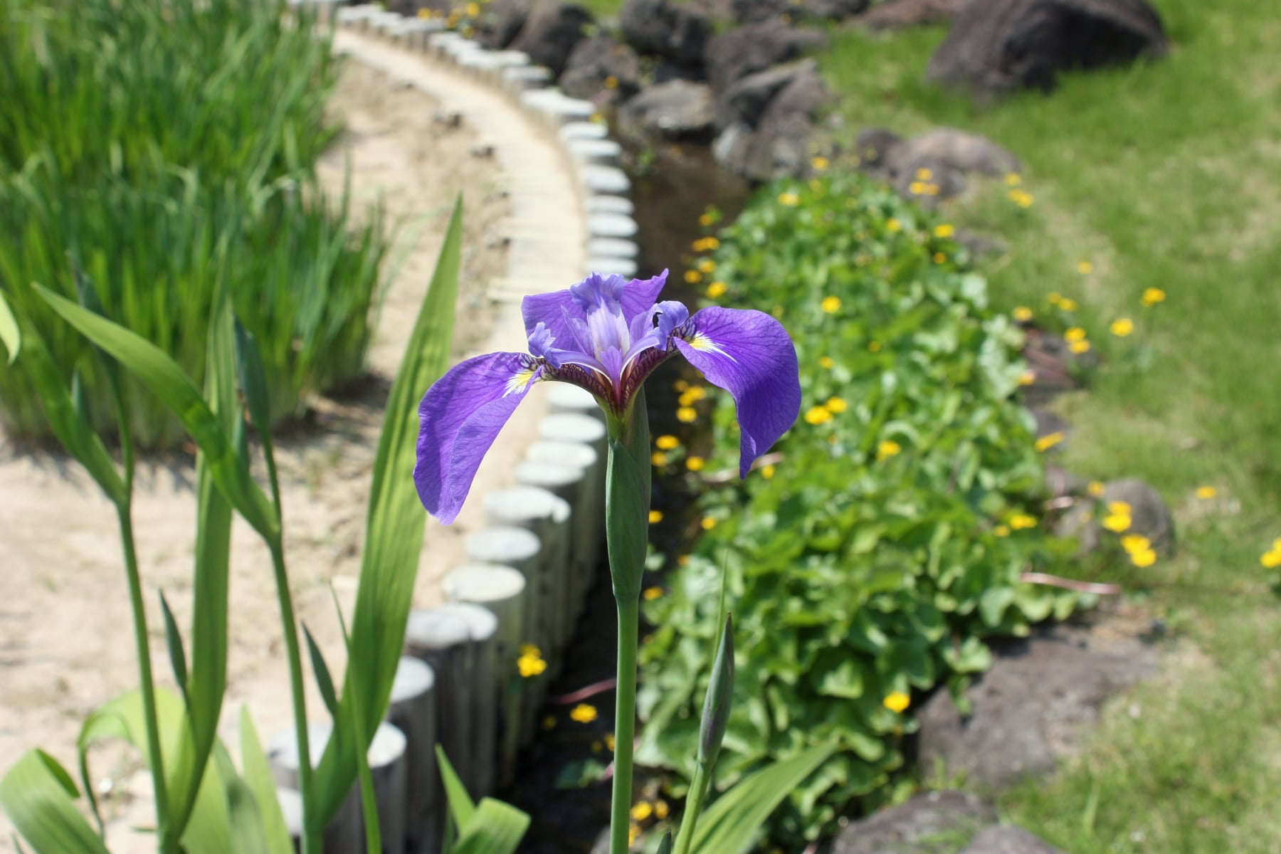 ナスヒオウギアヤメ