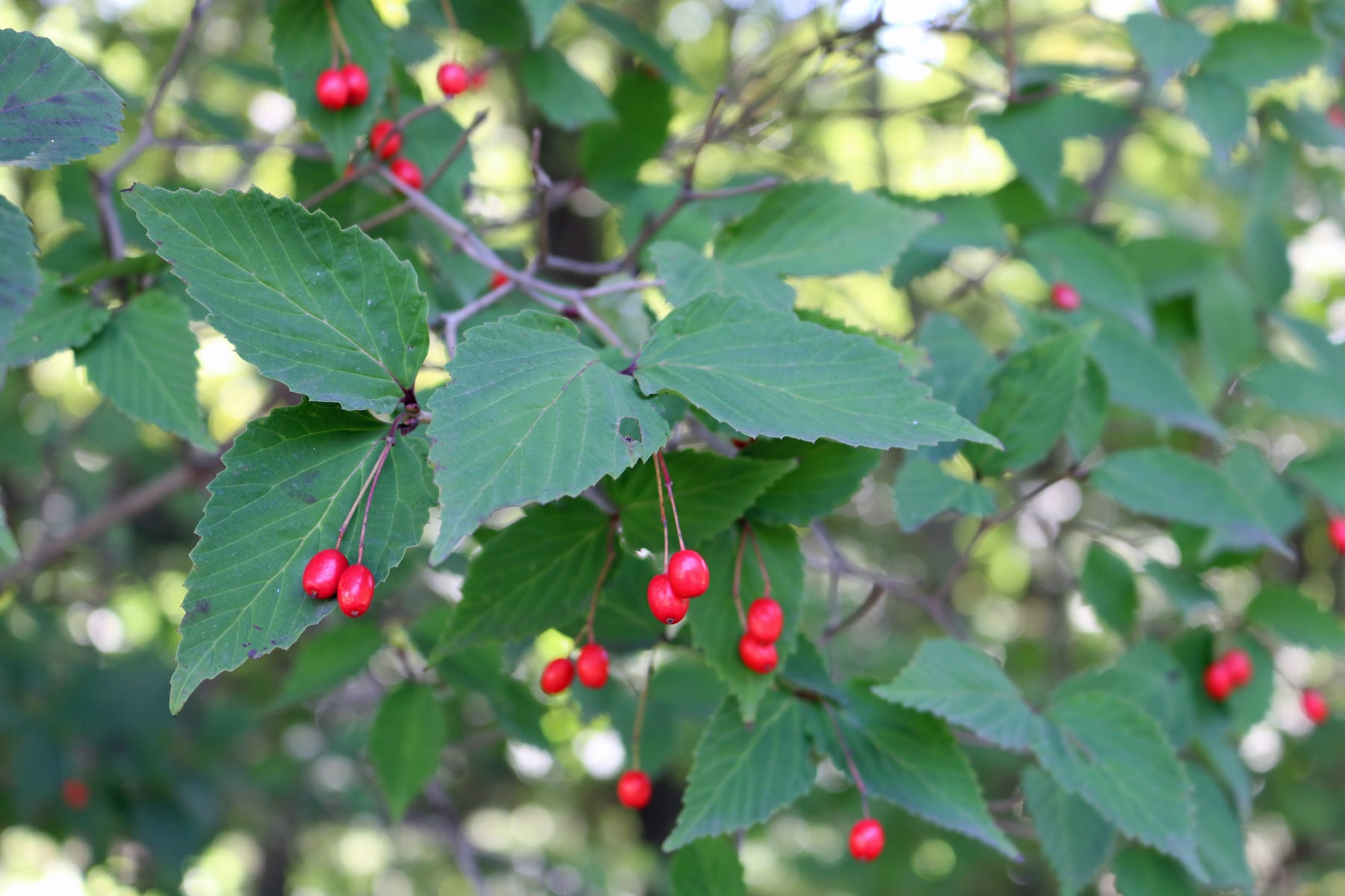 オトコヨウゾメ（実）