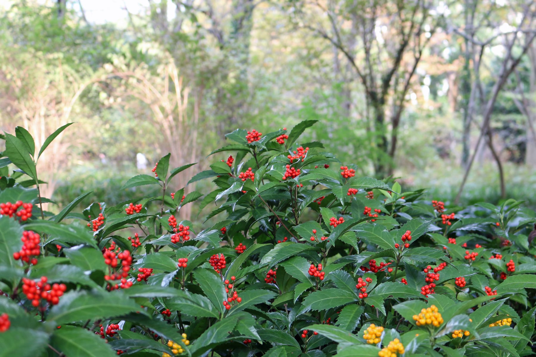 センリョウ（実）