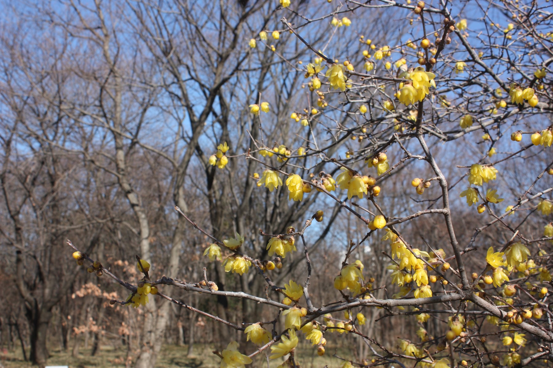 ソシンロウバイ