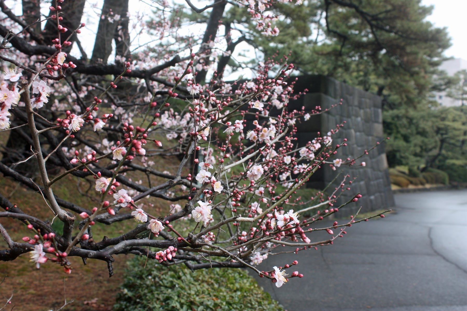 ウメ（紅冬至）