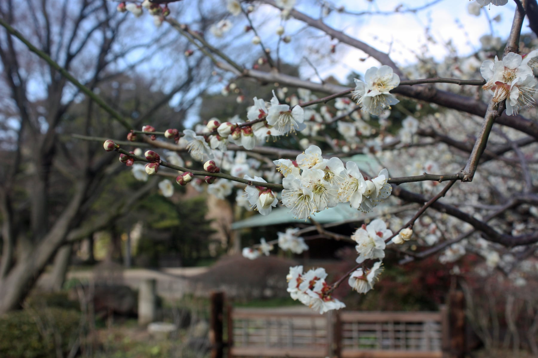 ウメ（白加賀）