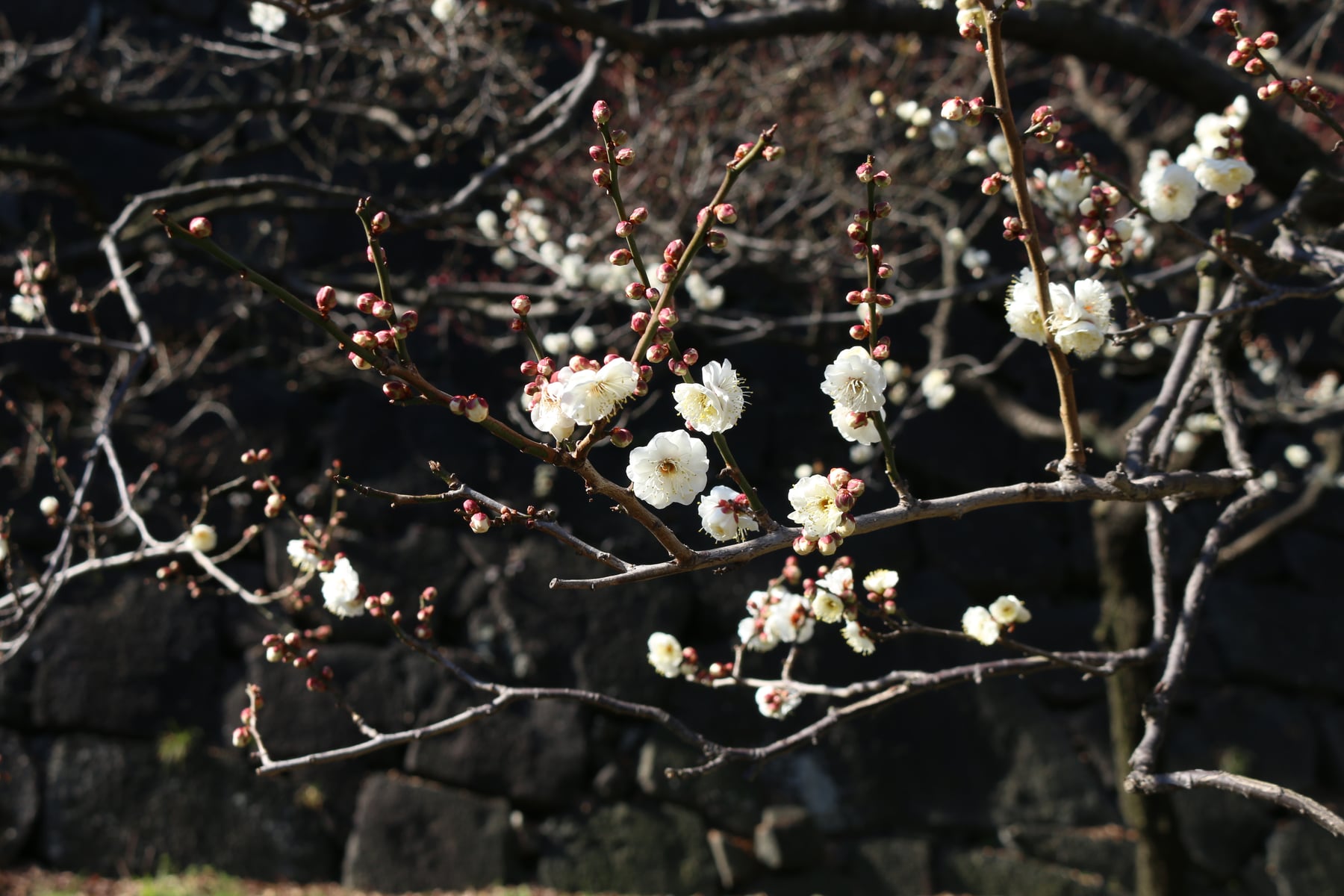 ウメ（八重野梅）