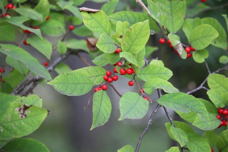 ウメモドキ（実）