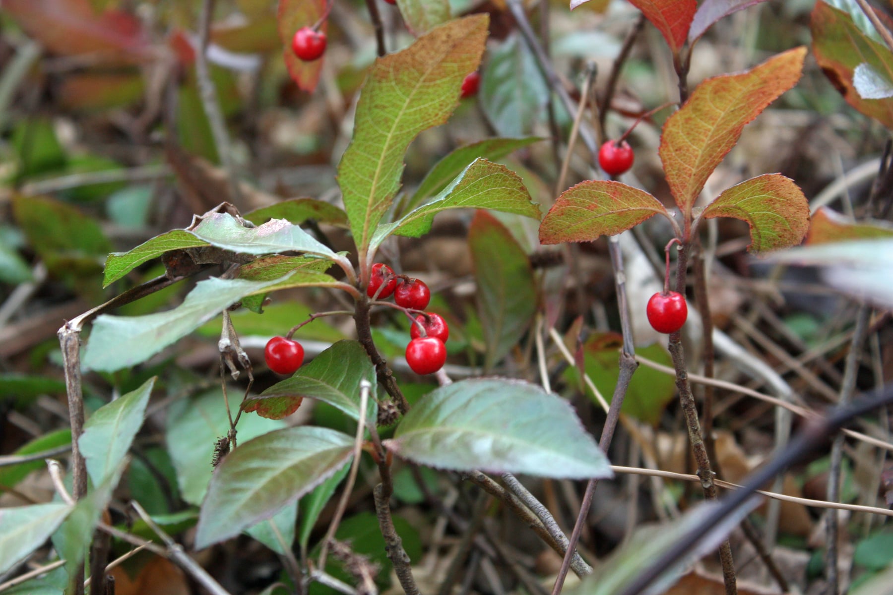 ヤブコウジ（実）