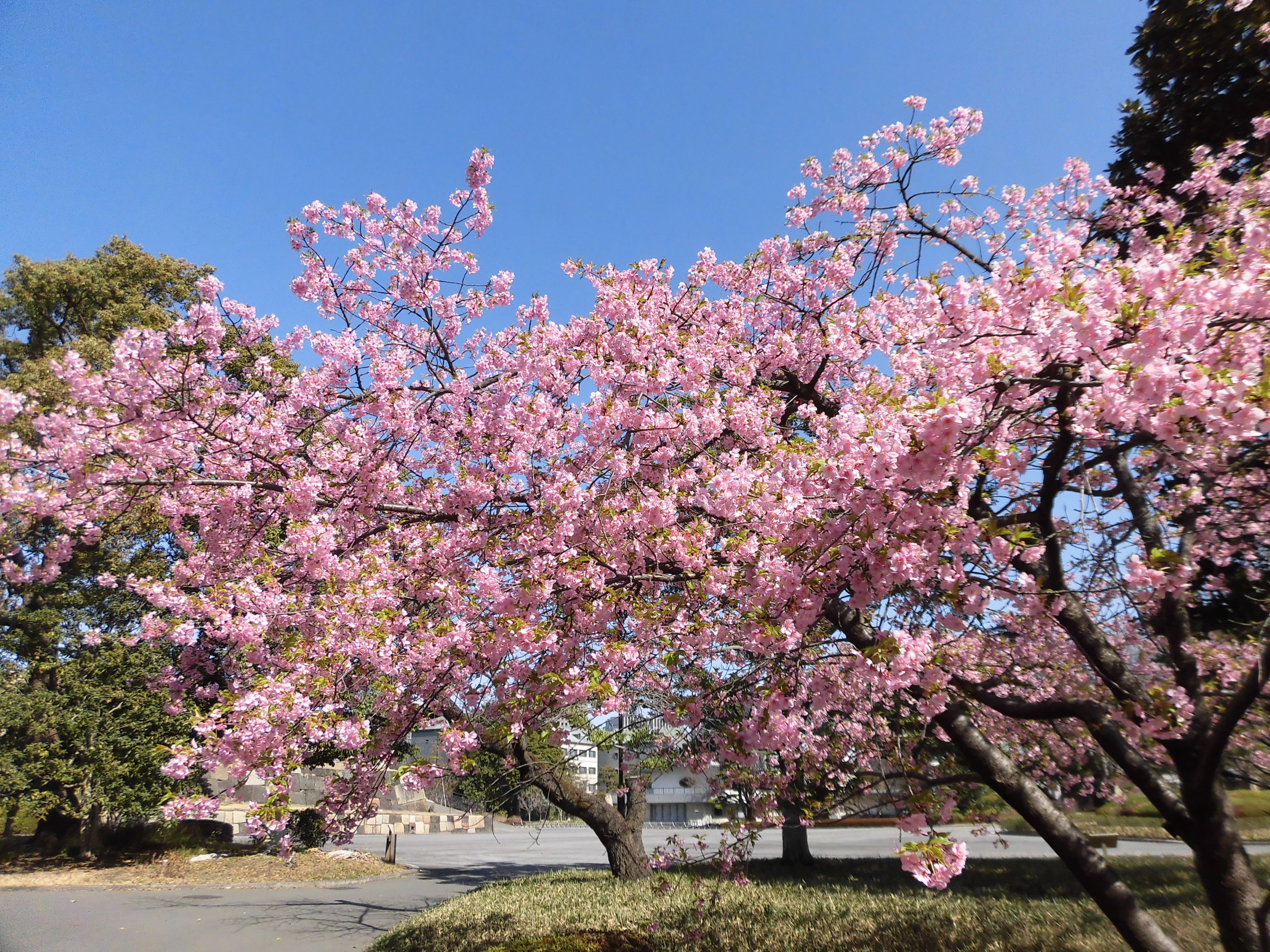 桜の島