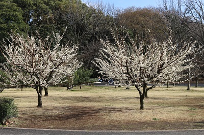 果樹古品種園のモモ・スモモ