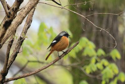 二の丸雑木林のジョウビタキ
