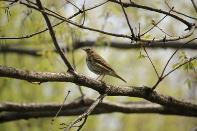 二の丸雑木林のビンズイ