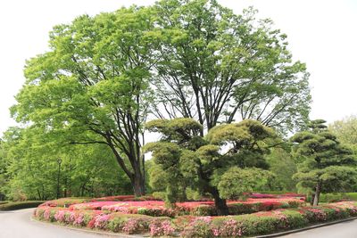 クルメツツジ咲く二の丸庭園