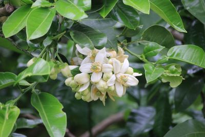 果樹古品種園の江上ブンタン