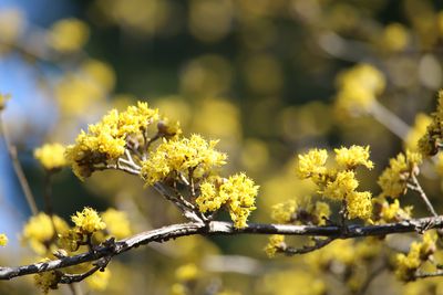 サンシュユ（ミズキ科）