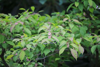 ウメモドキ（モチノキ科）